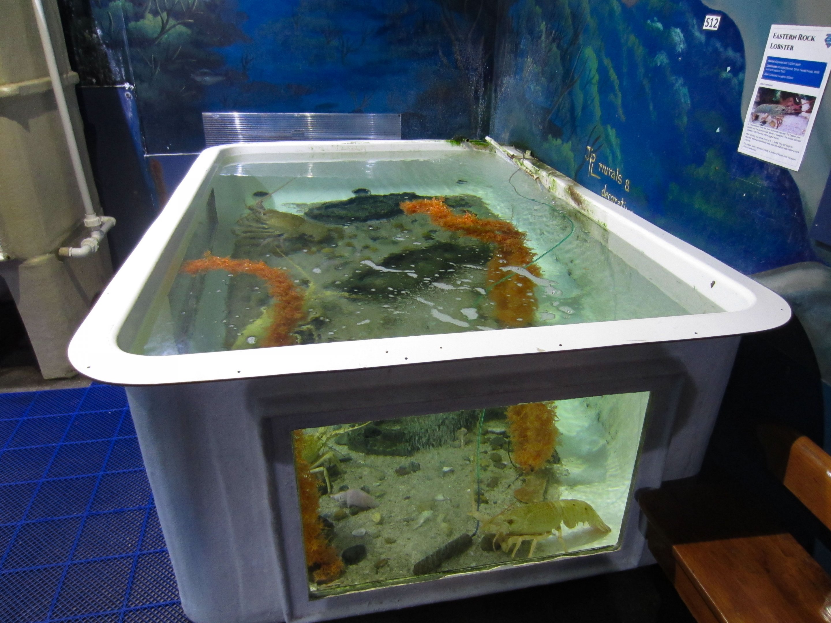 Eastern Rock Lobster tank