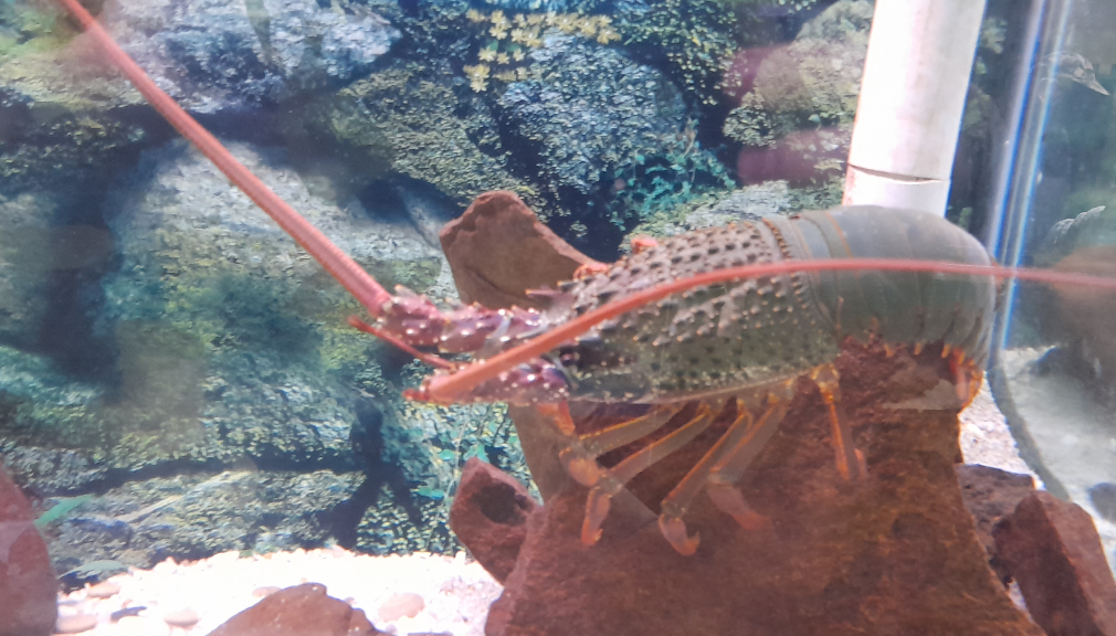 Eastern Rock Lobster