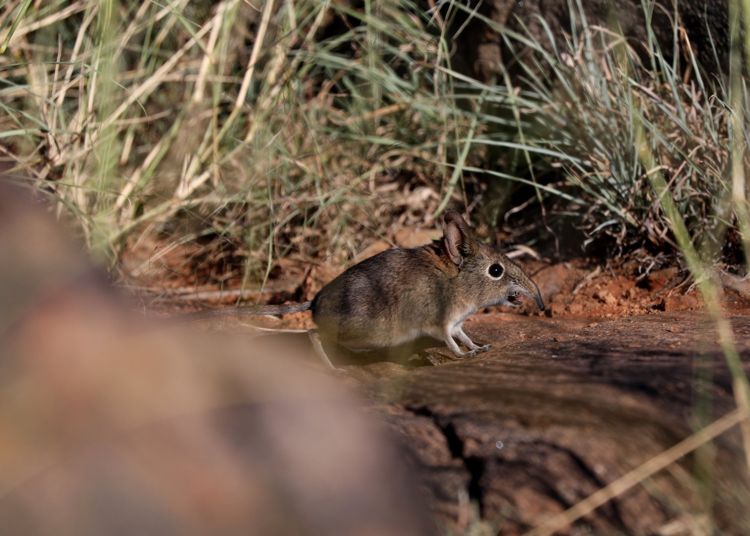 Eastern Rock Sengi Elephantulus myurus