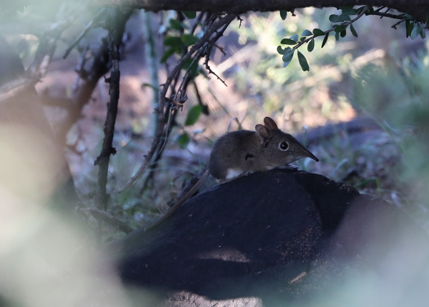 Eastern Rock Sengi Elephantulus myurus
