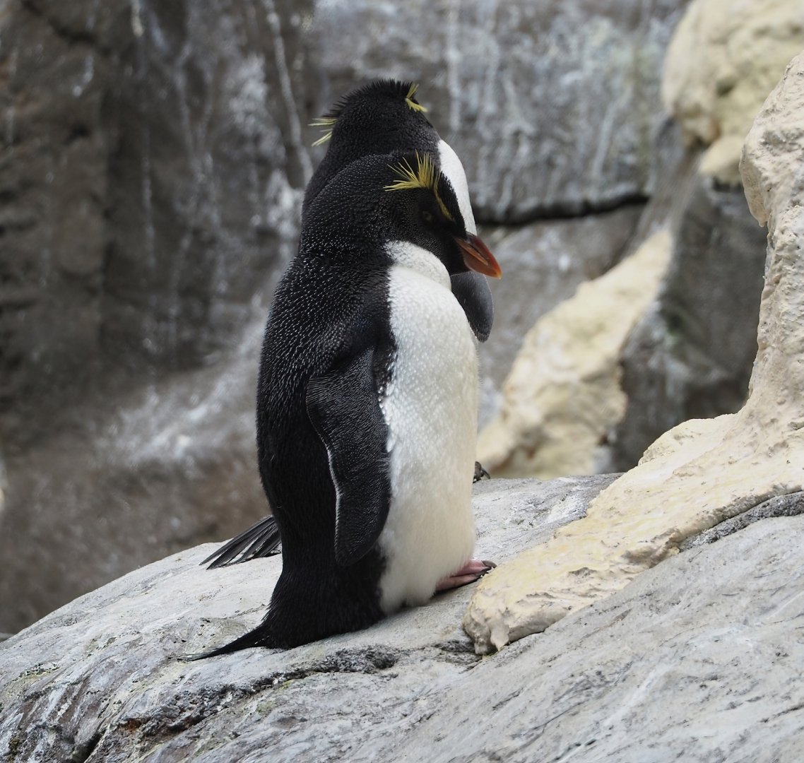 Eastern rockhopper penguin (Eudyptes chrysocome filholi), 2023-10-13