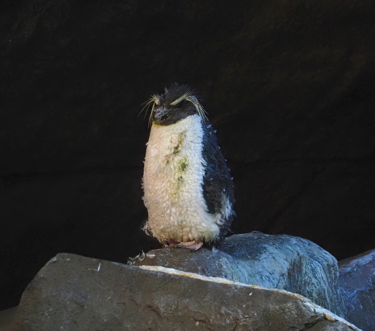 Eastern rockhopper penguin (Eudyptes chrysocome filholi), 2024-09-17