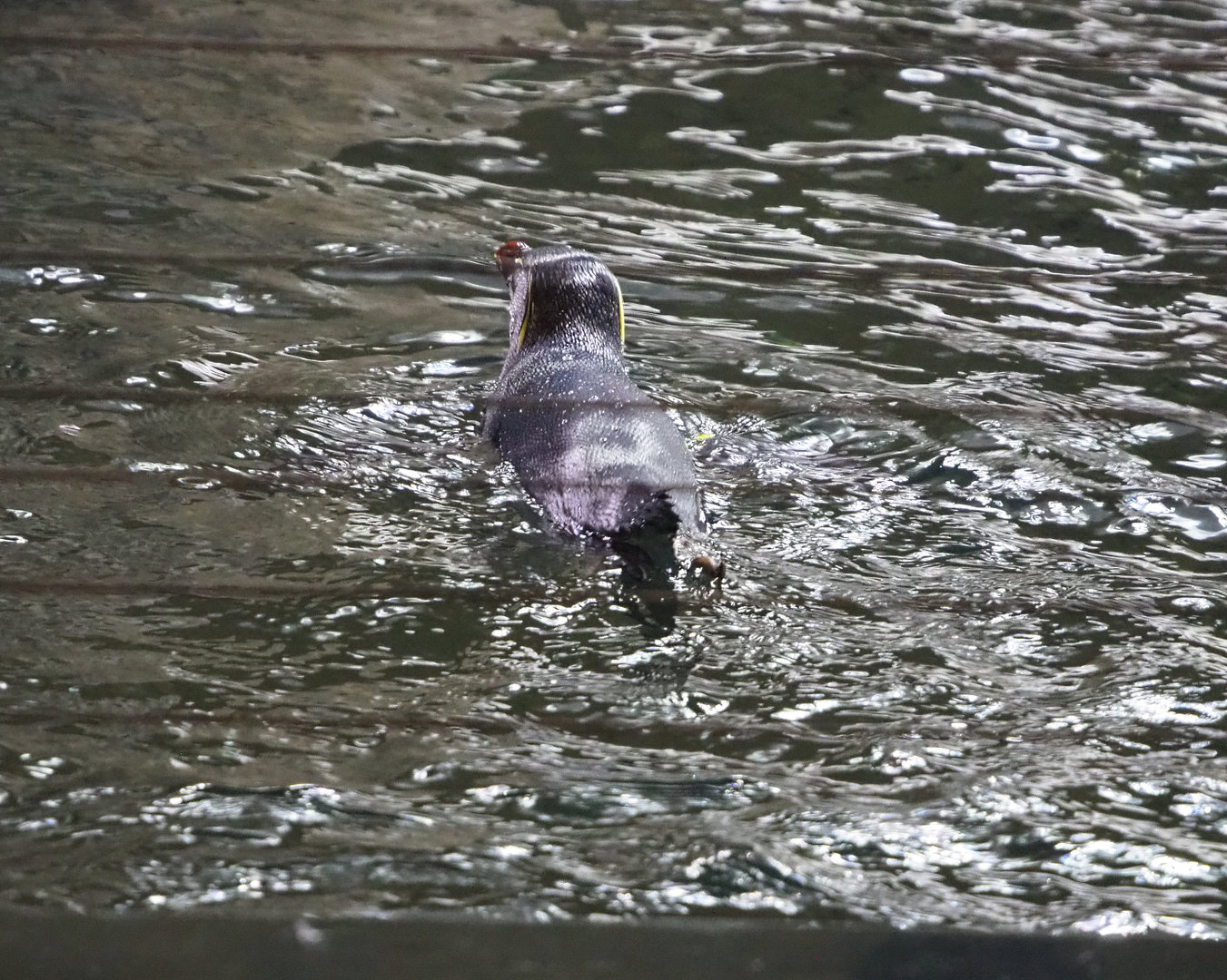 Eastern rockhopper penguin (Eudyptes chrysocome filholi) swimming, 2022-09-14