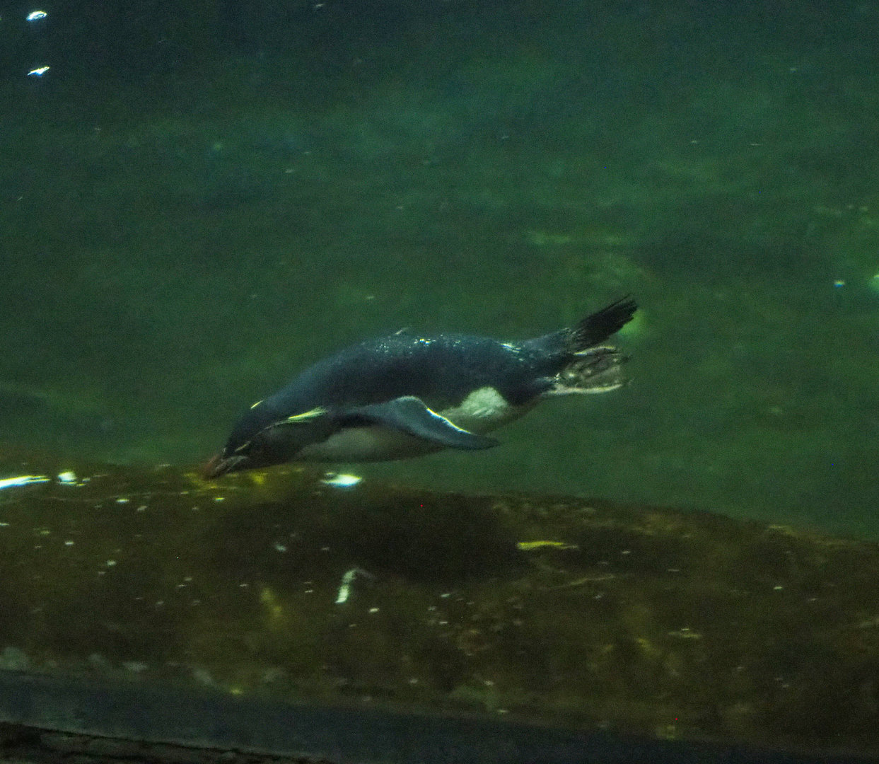 Eastern rockhopper penguin (Eudyptes chrysocome filholi) swimming, 2022-09-14