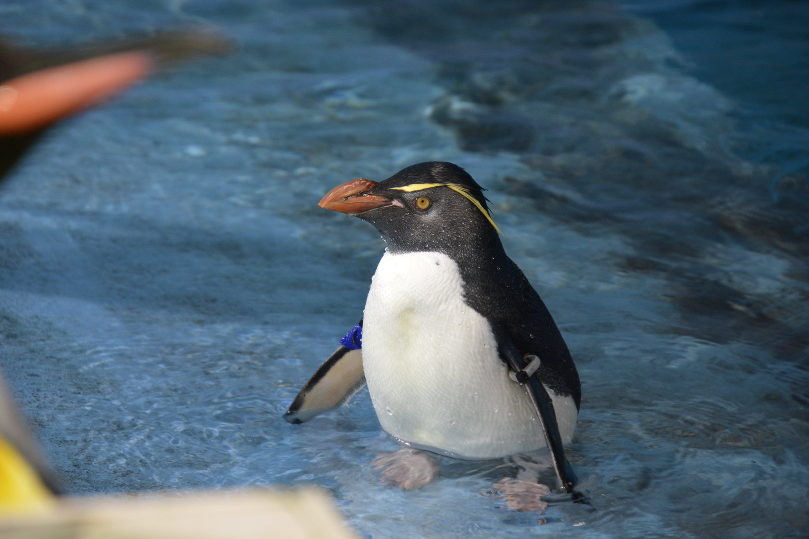 Eastern rockhopper penguin (Eudyptes chrysocome filholi)