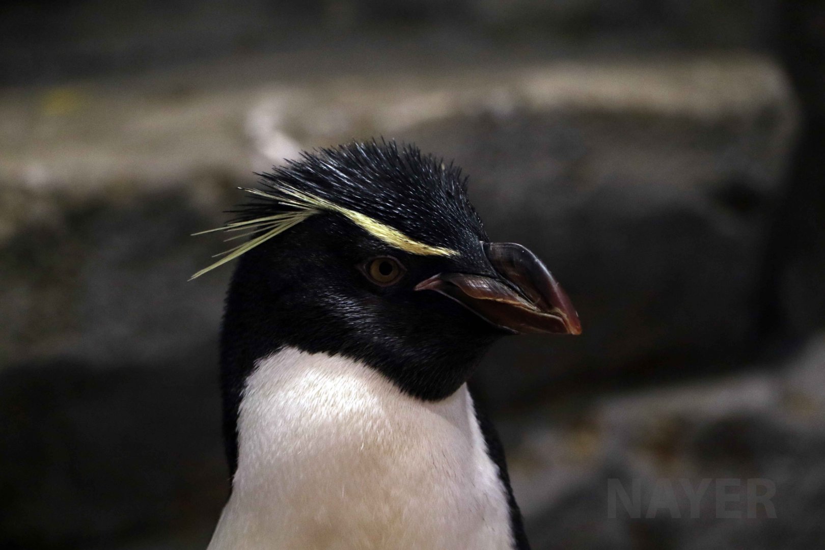 Eastern rockhopper penguin, October 2017