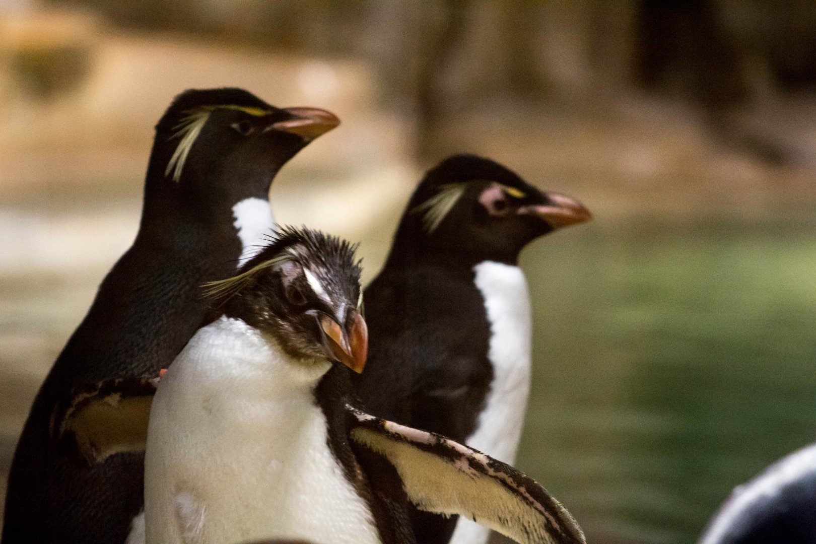 Eastern rockhopper penguin