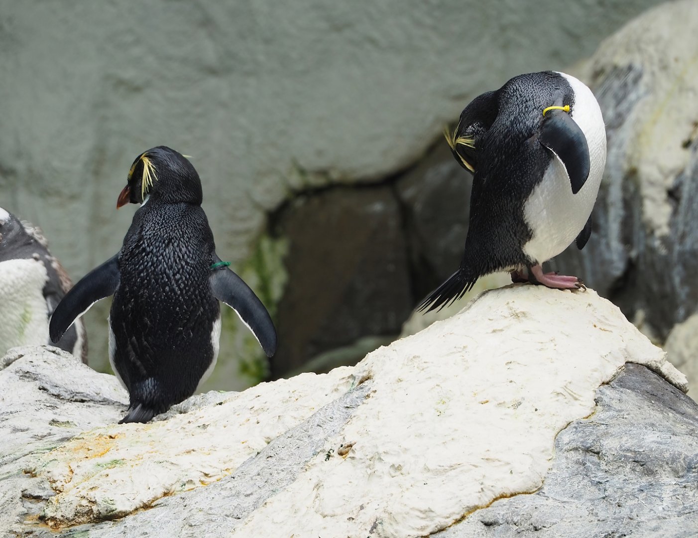 Eastern rockhopper penguins (Eudyptes chrysocome filholi), 2023-10-13