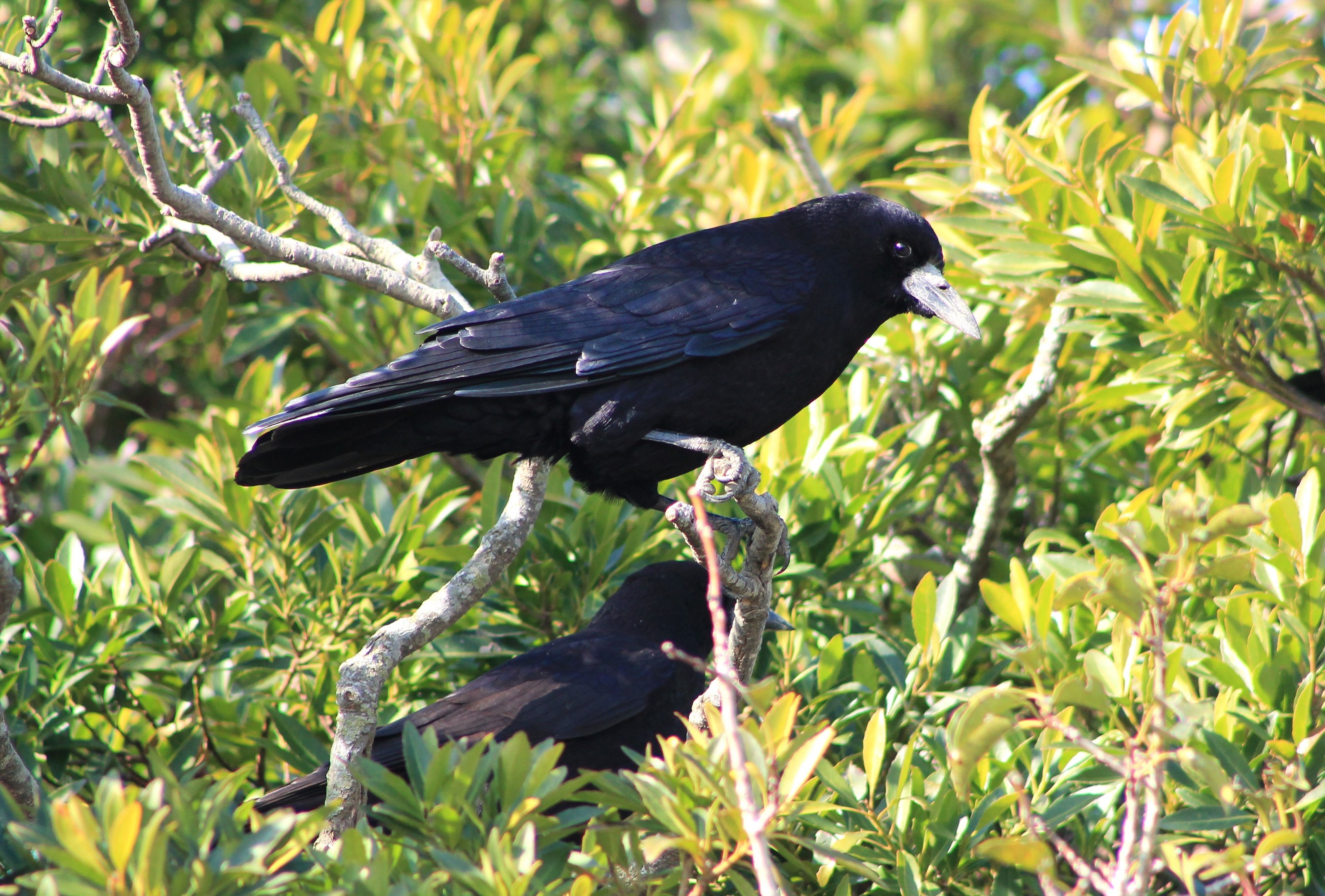 Eastern Rook (Corvus frugilegus)