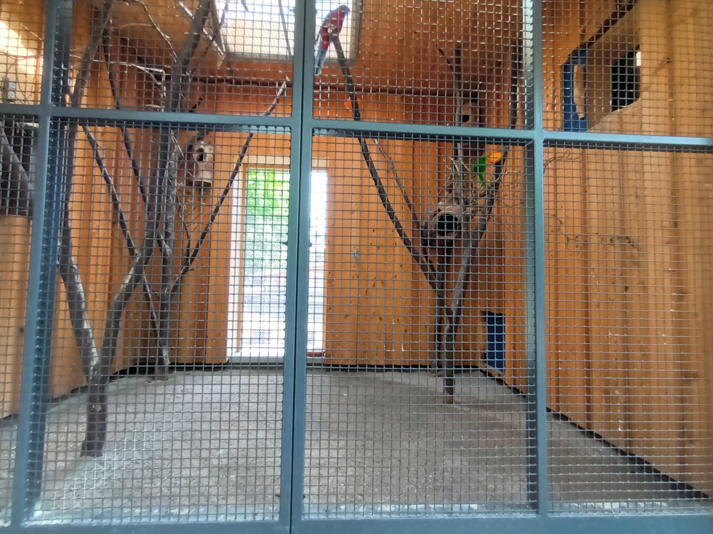 Eastern Rosella and Greater crimson Rosella Aviary