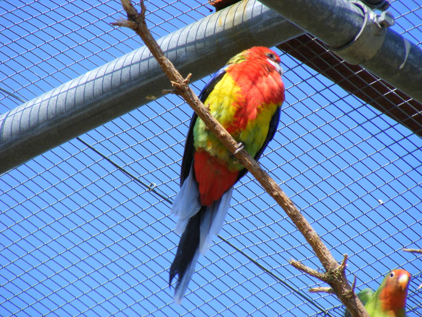Eastern rosella at Fife Animal Park, 18 May 2010
