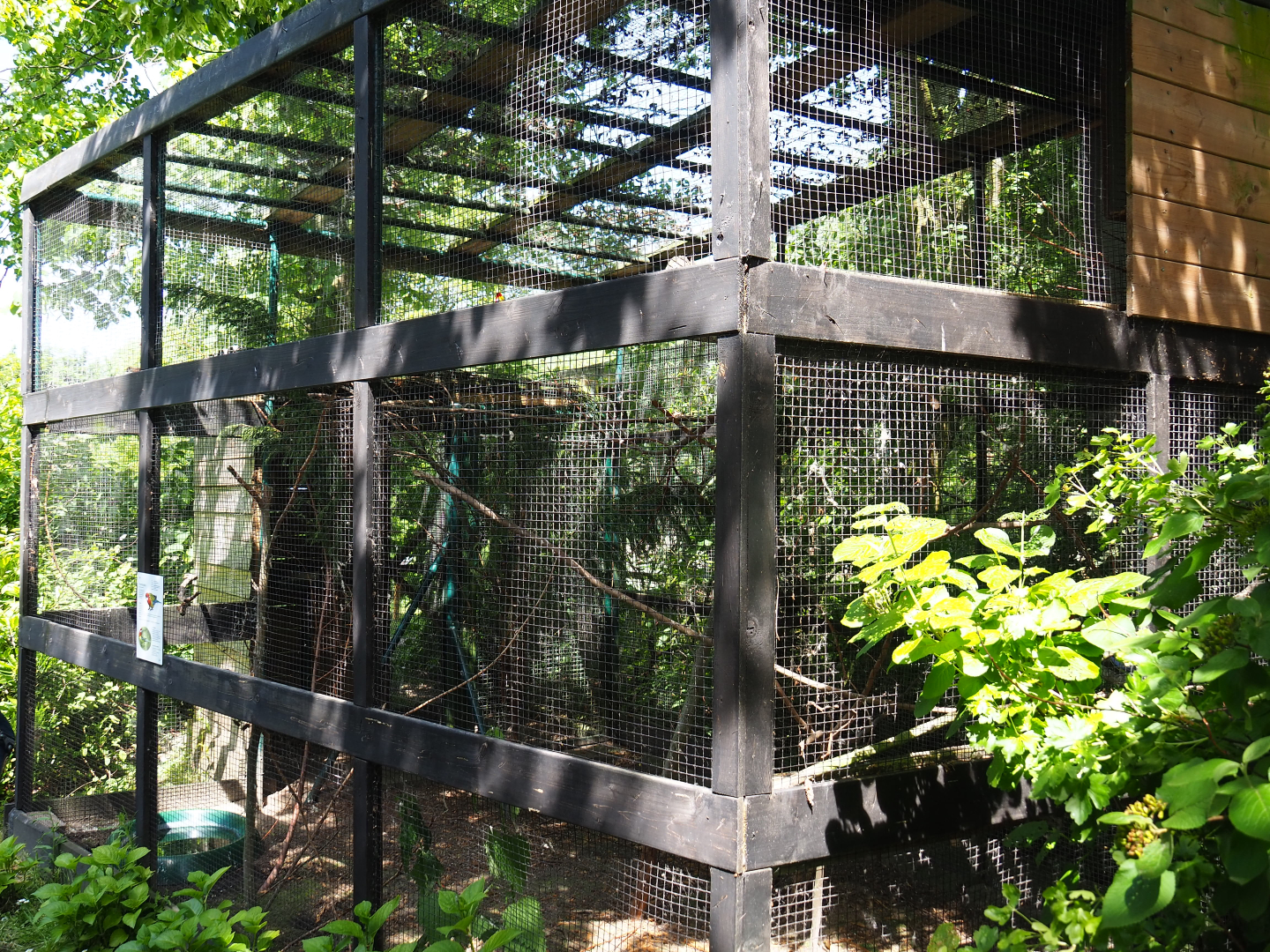 Eastern rosella aviary, 2019-06-01