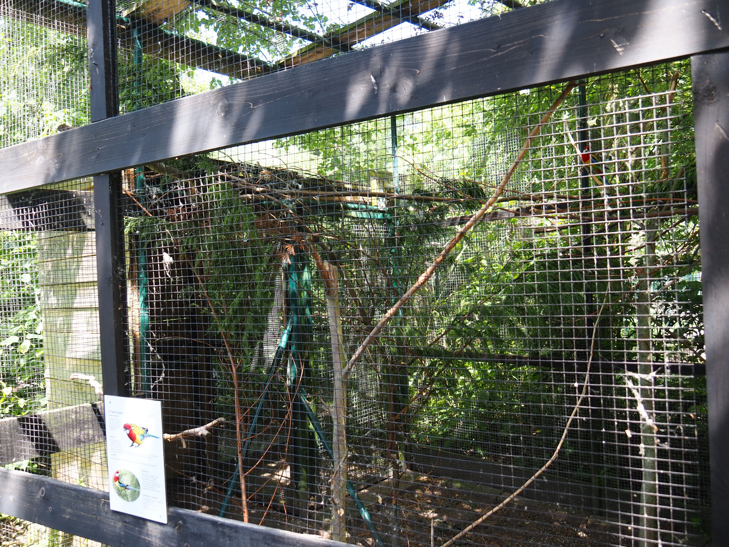 Eastern rosella aviary, 2019-06-01