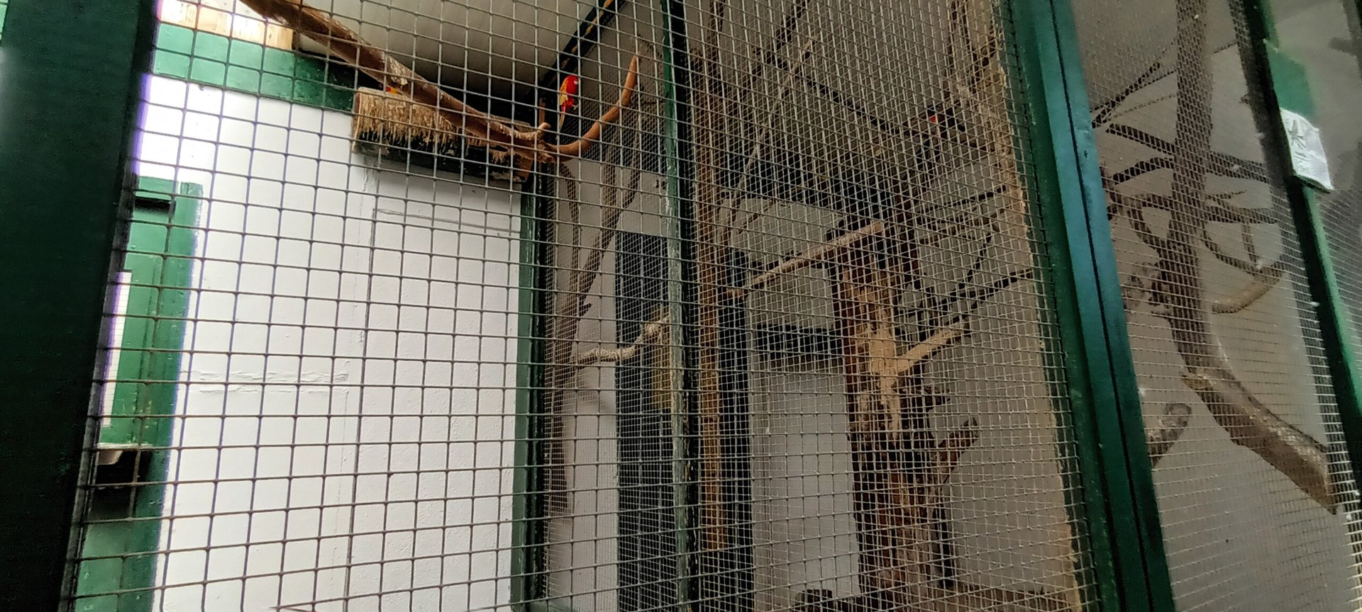 Eastern Rosella Breedingform Aviary