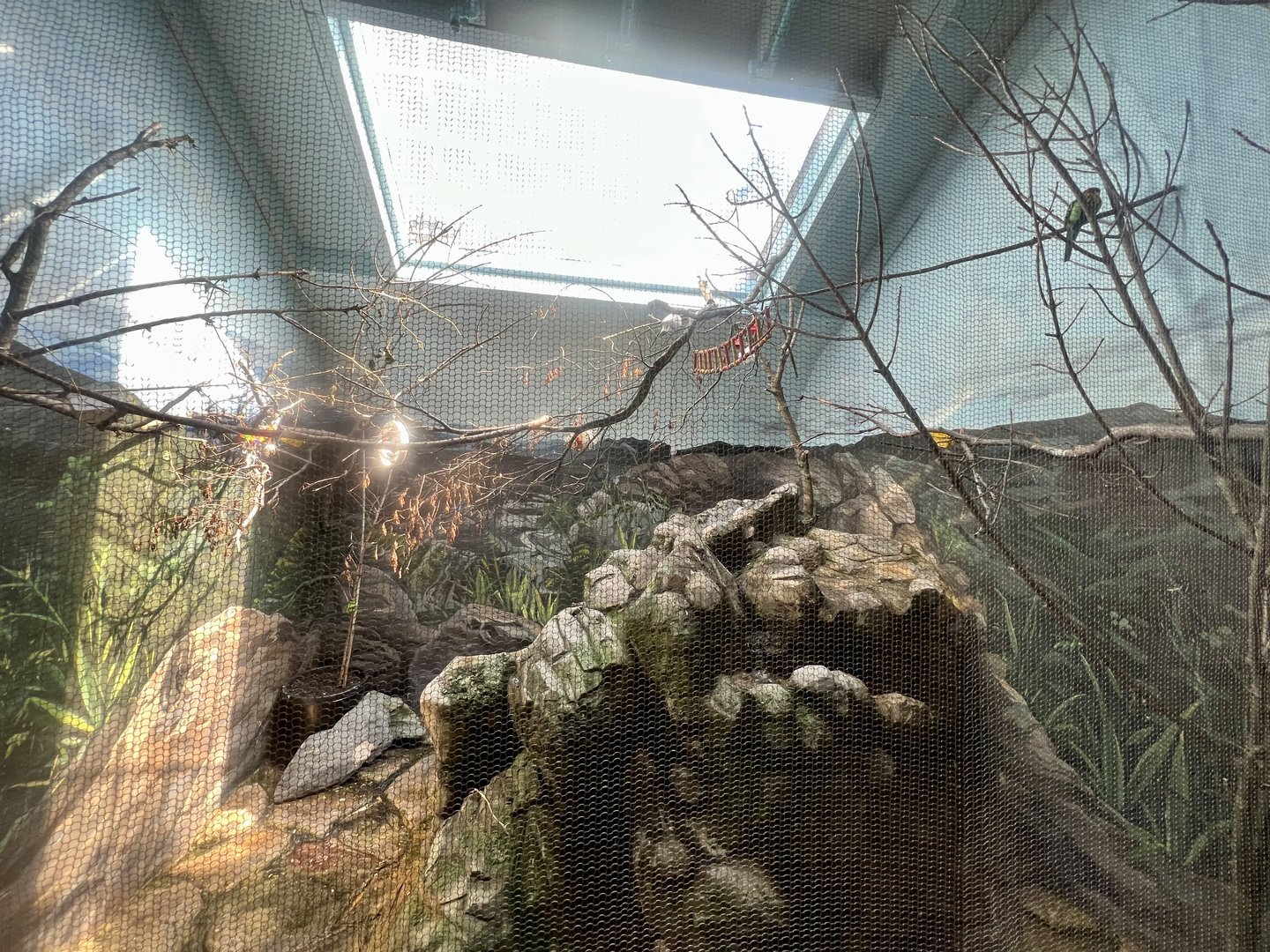 Eastern Rosella Exhibit