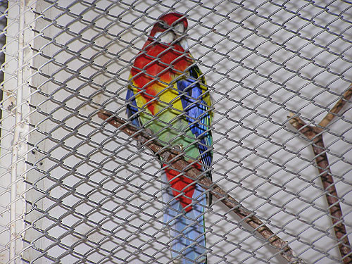 Eastern Rosella in Antalya Turkey