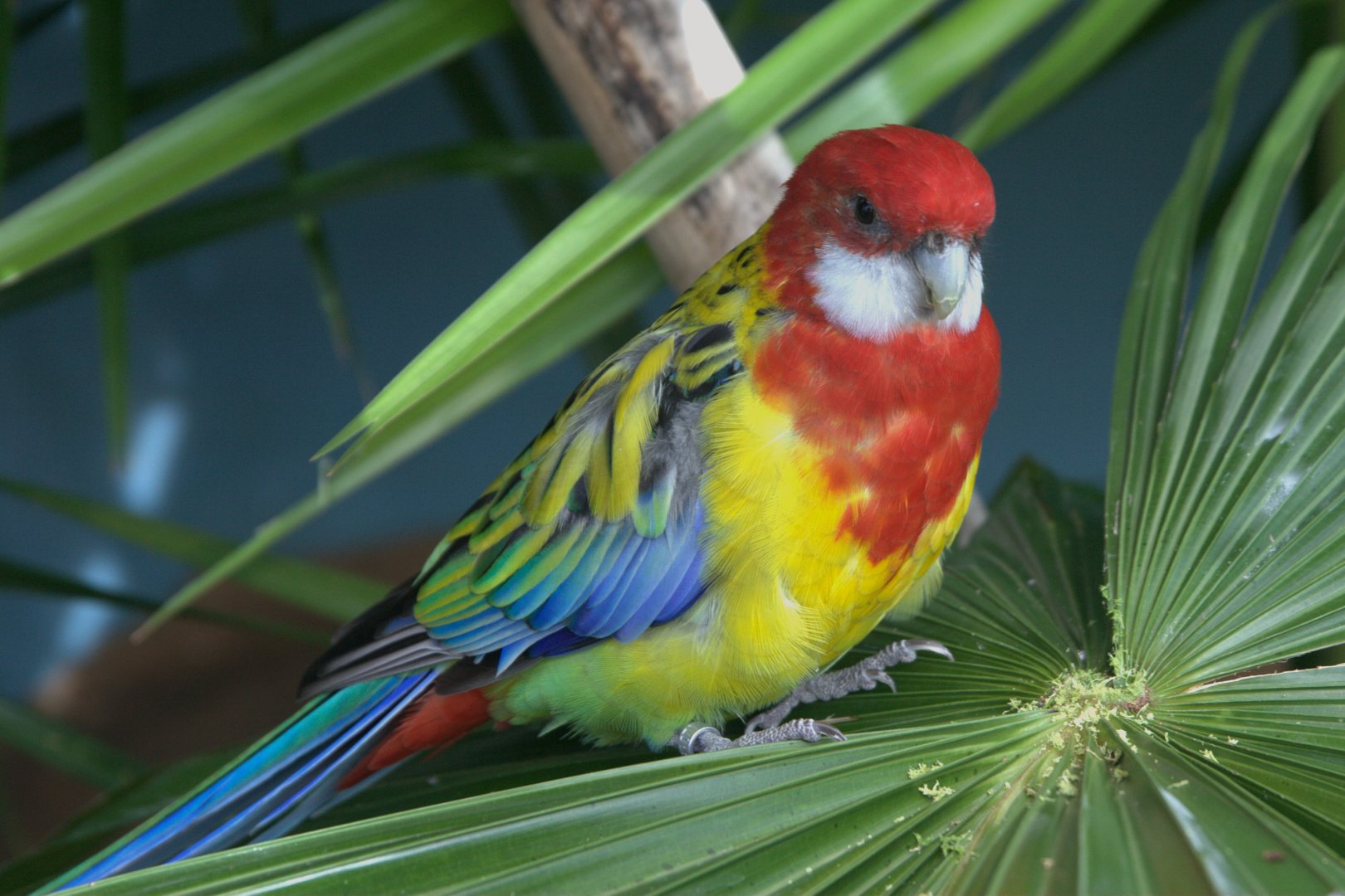 Eastern Rosella (Platycercus eximius), 09-09-25