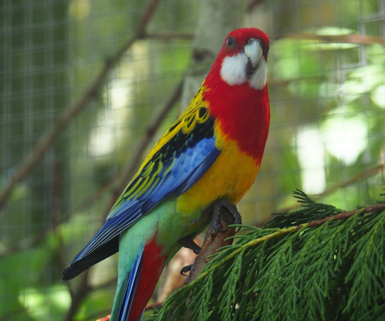 Eastern rosella (Platycercus eximius), 2019-06-01