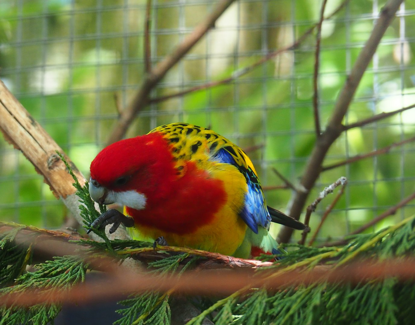 Eastern rosella (Platycercus eximius), 2019-06-01