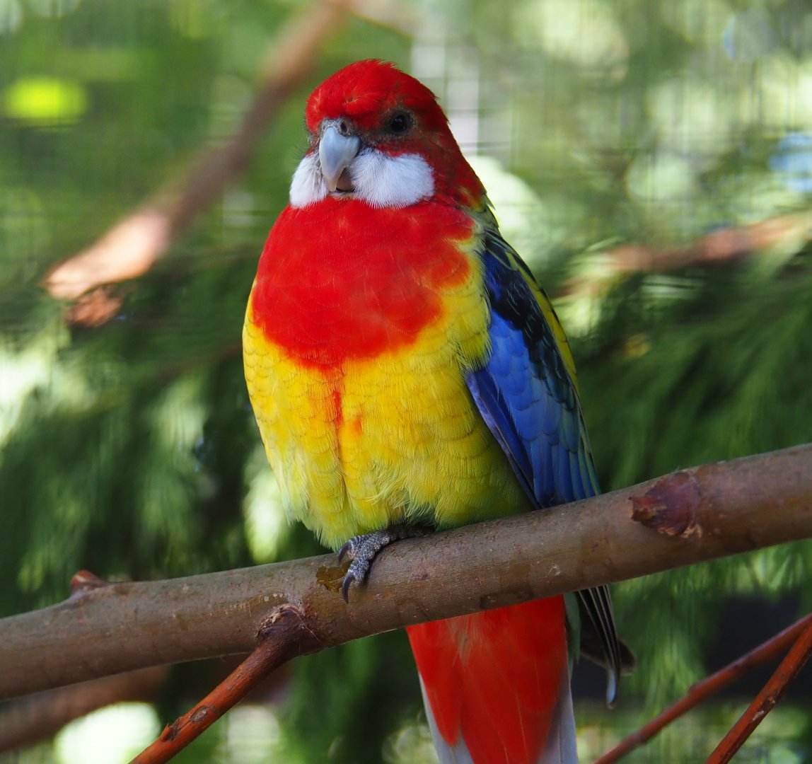 Eastern rosella (Platycercus eximius), 2019-06-01