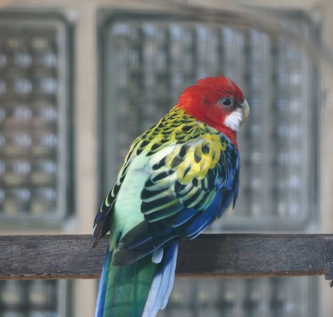 Eastern rosella (Platycercus eximius eximius), 2024-05-23