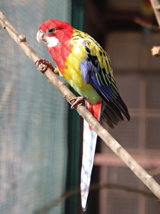 Eastern rosella (Platycercus eximius eximius)