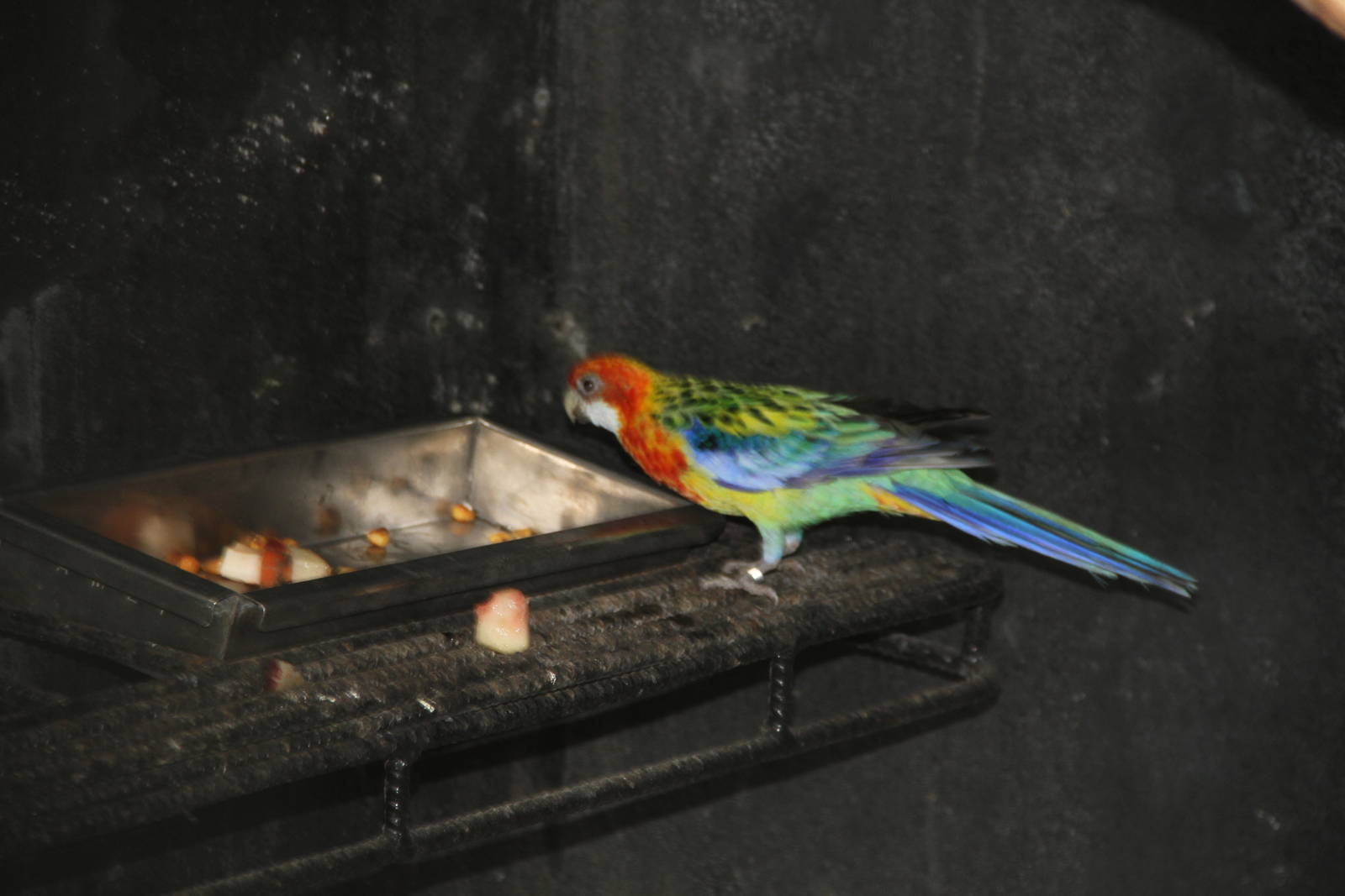 Eastern Rosella (Platycercus eximius)