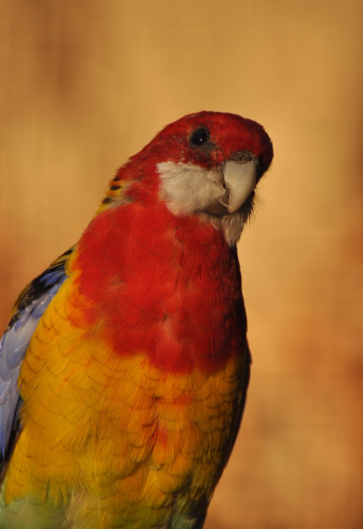 Eastern rosella (Platycercus eximius)