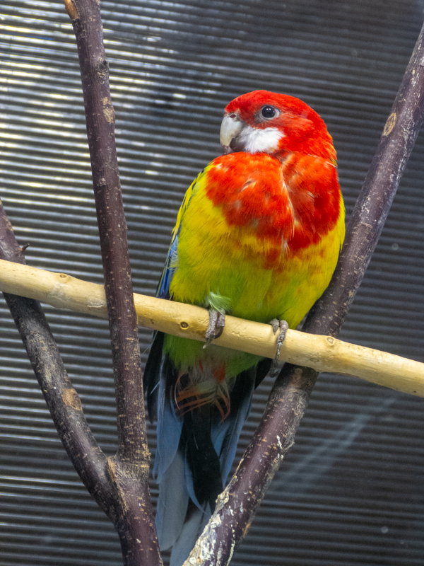Eastern rosella / Platycercus eximius