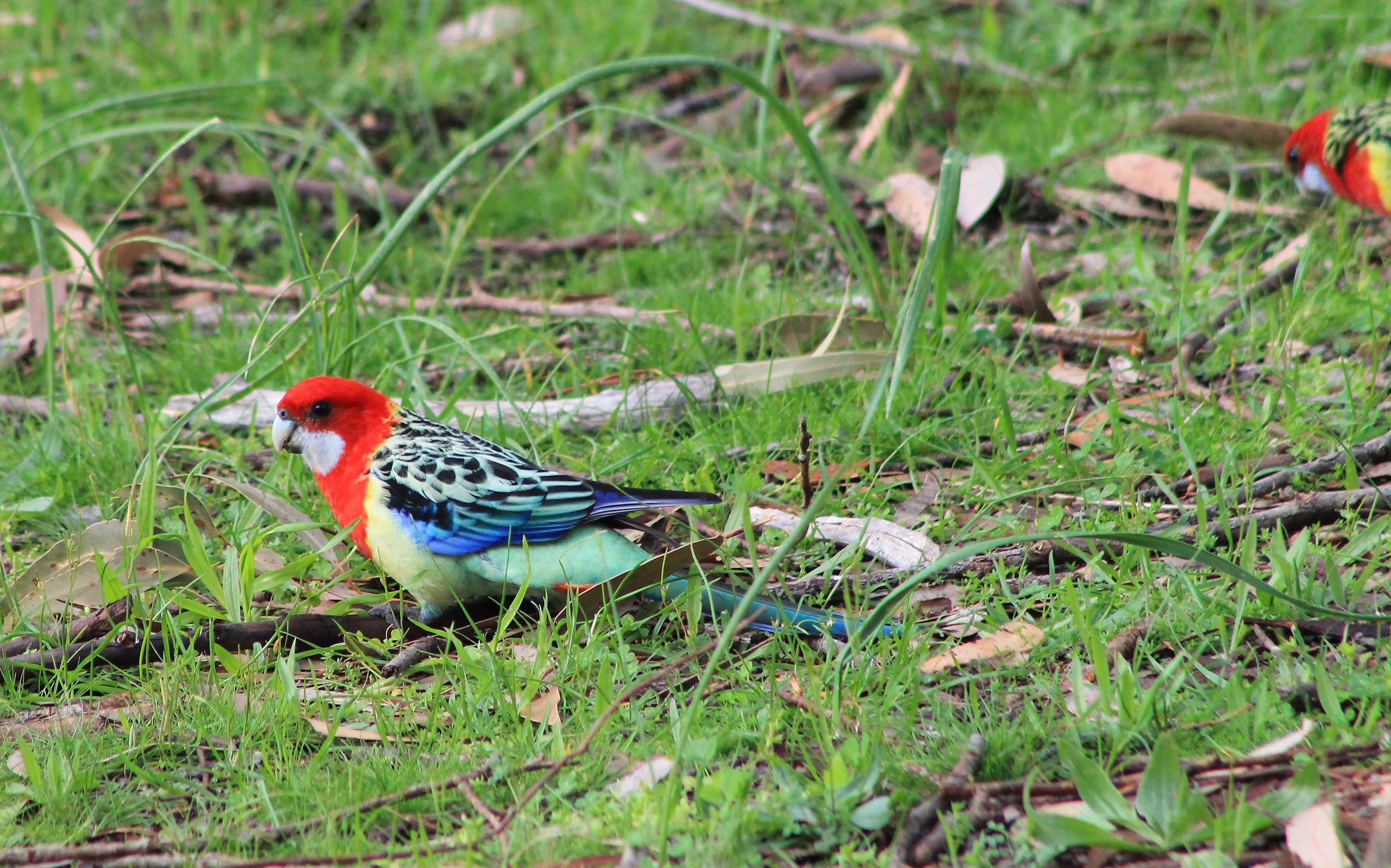 Eastern Rosella (Platycercus eximius)