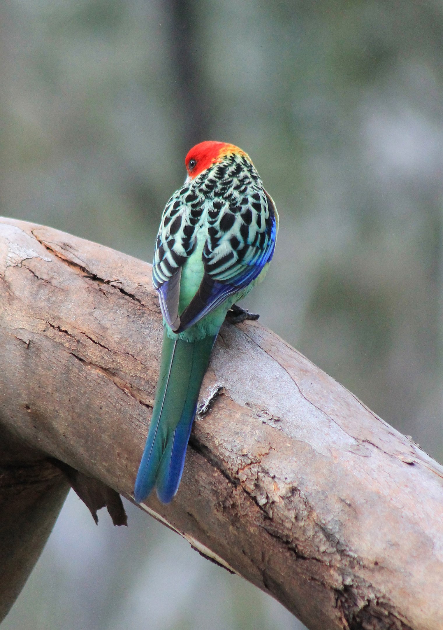 Eastern Rosella (Platycercus eximius)