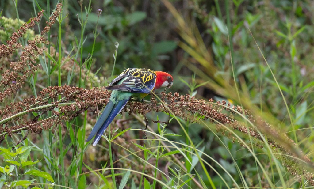 Eastern Rosella - wild bird