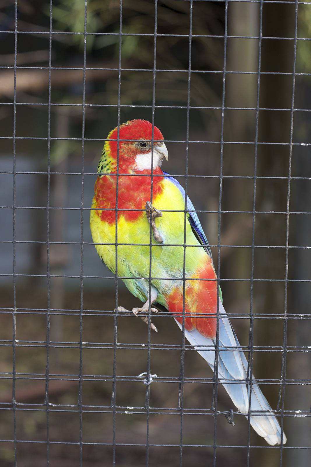 Eastern rosella