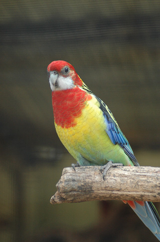 Eastern Rosella