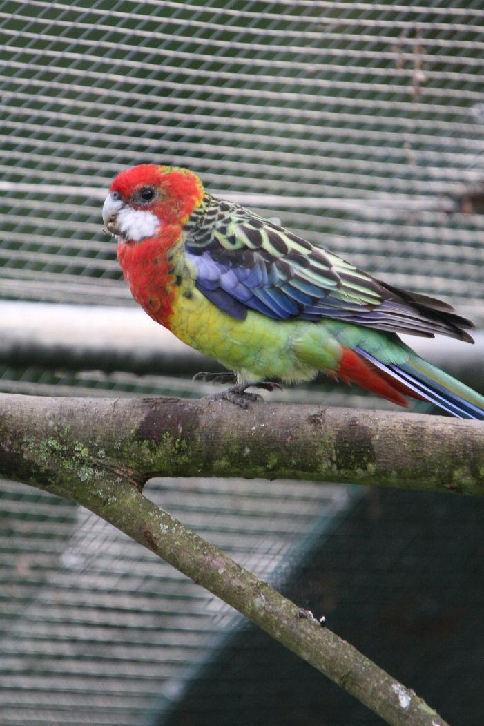 Eastern Rosella