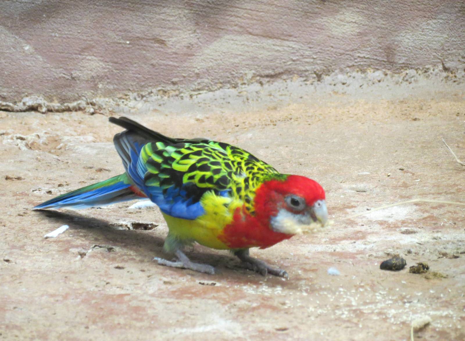 Eastern Rosella