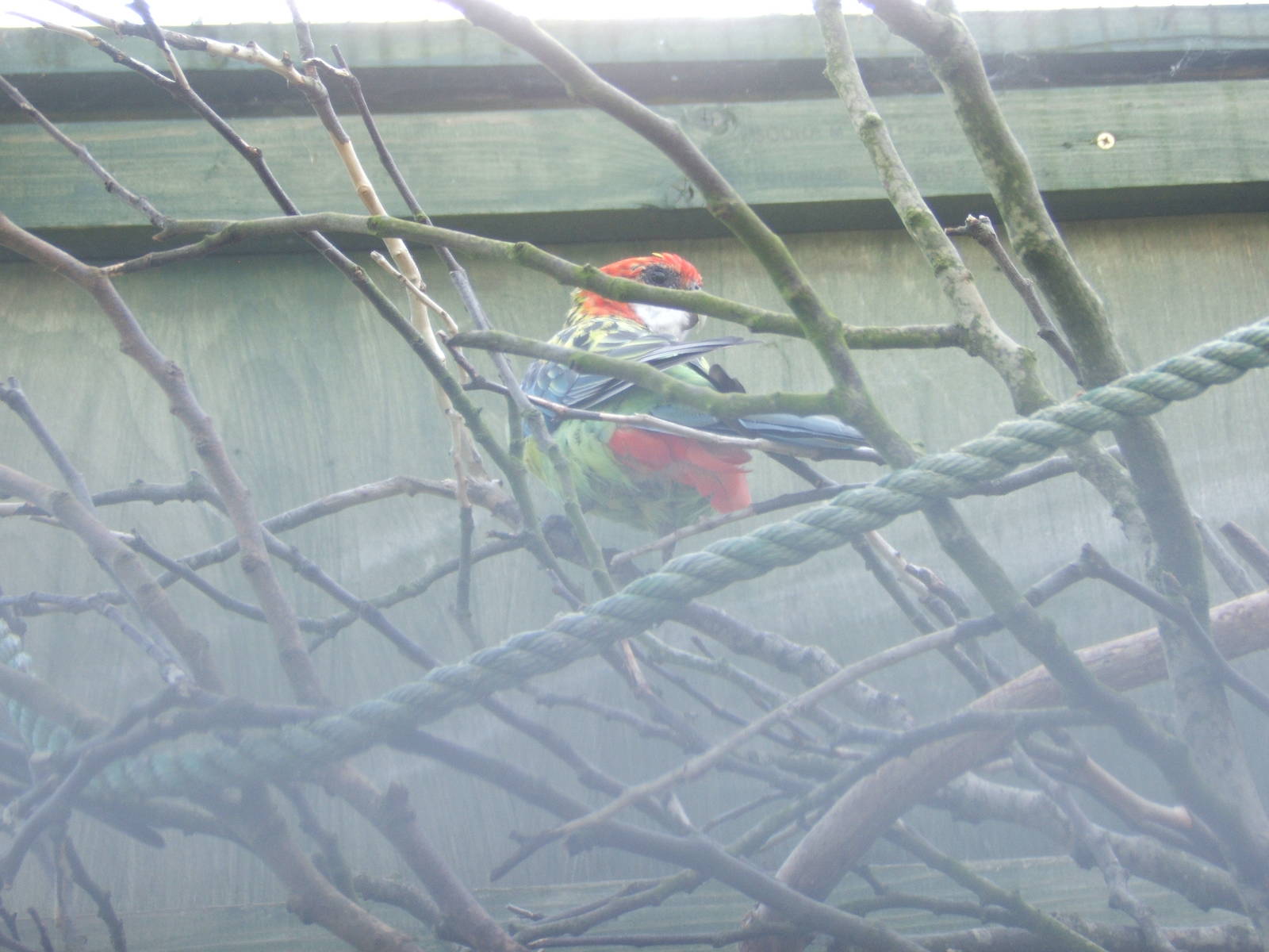 Eastern Rosella