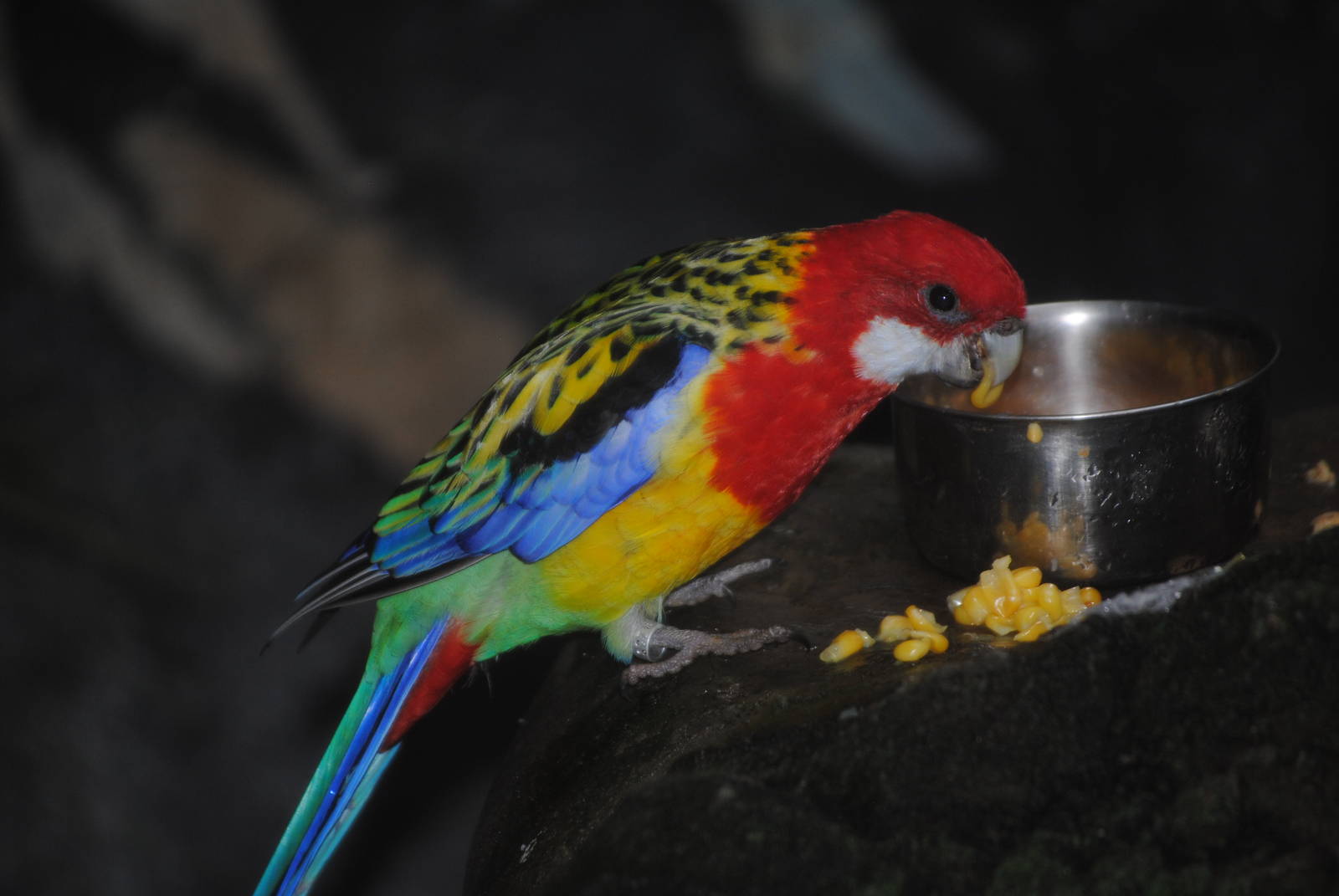 Eastern Rosella