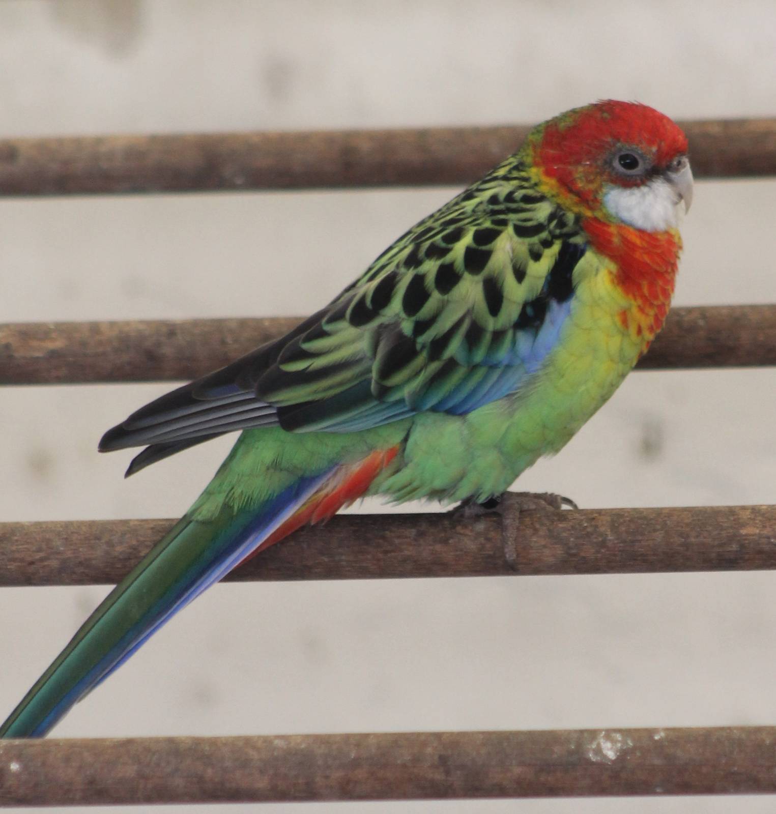 Eastern rosella