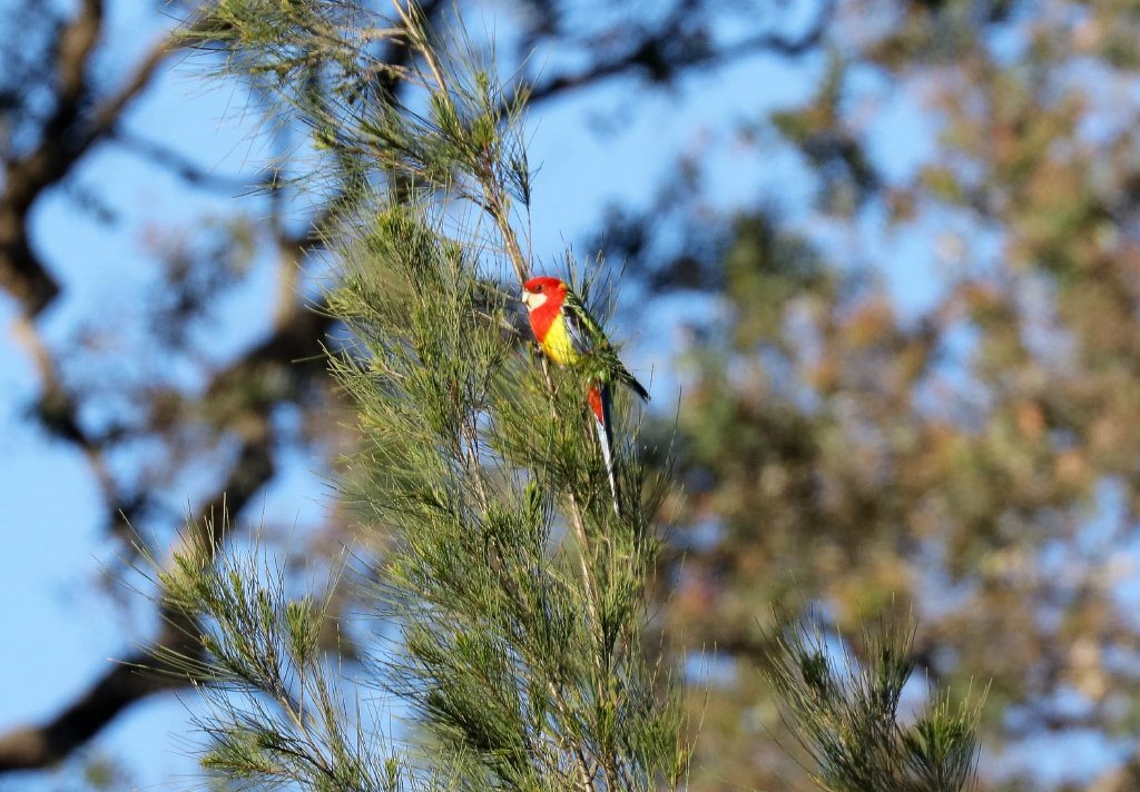 Eastern Rosella