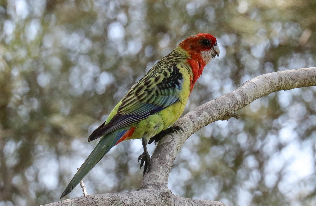 Eastern Rosella