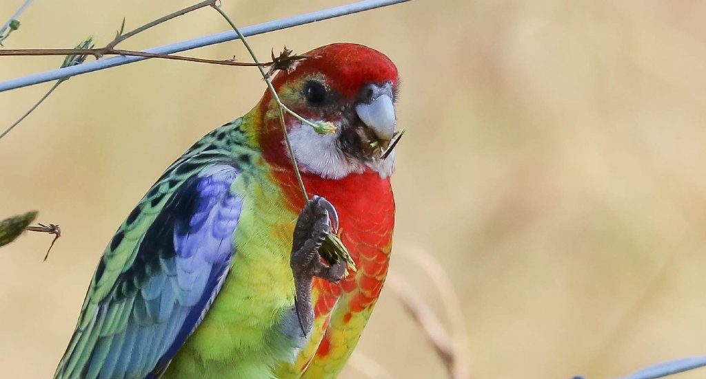 Eastern Rosella