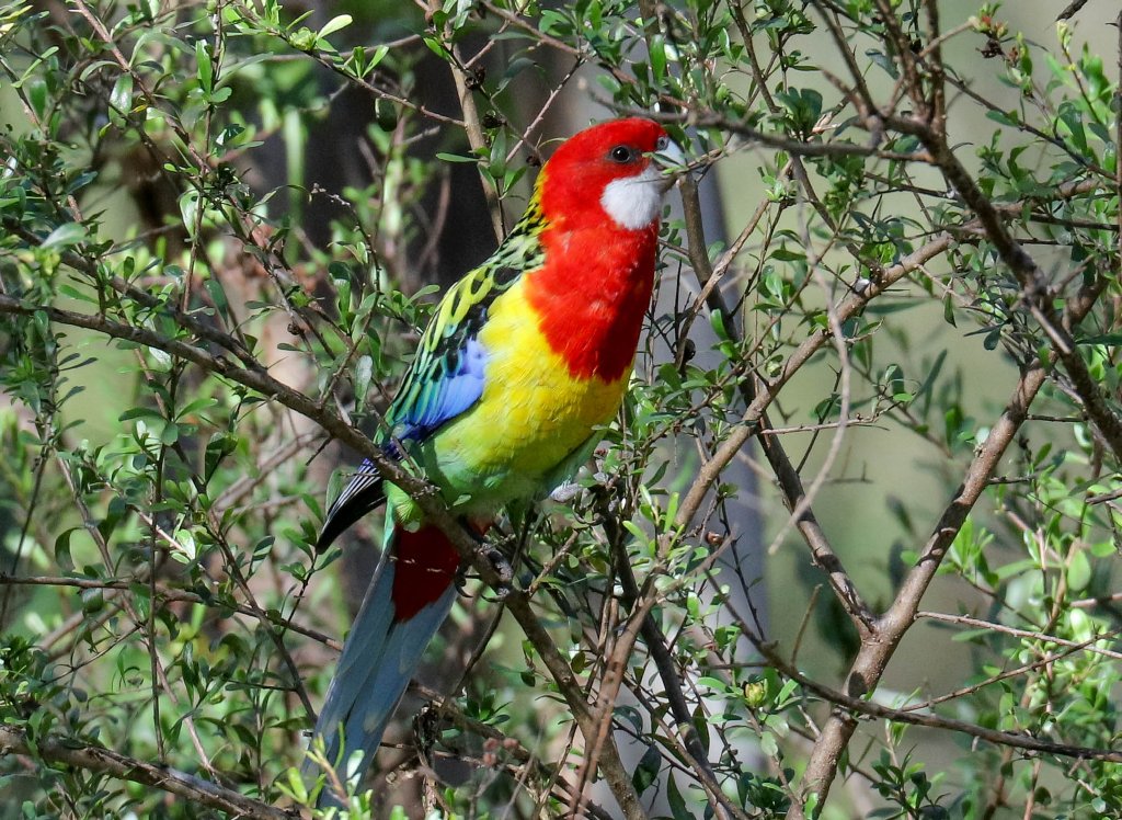 Eastern Rosella