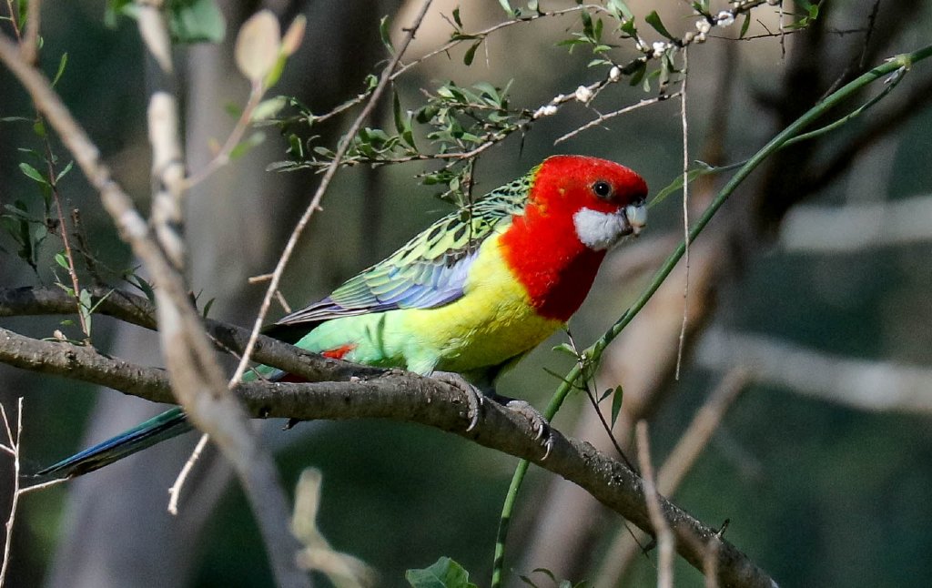 Eastern Rosella