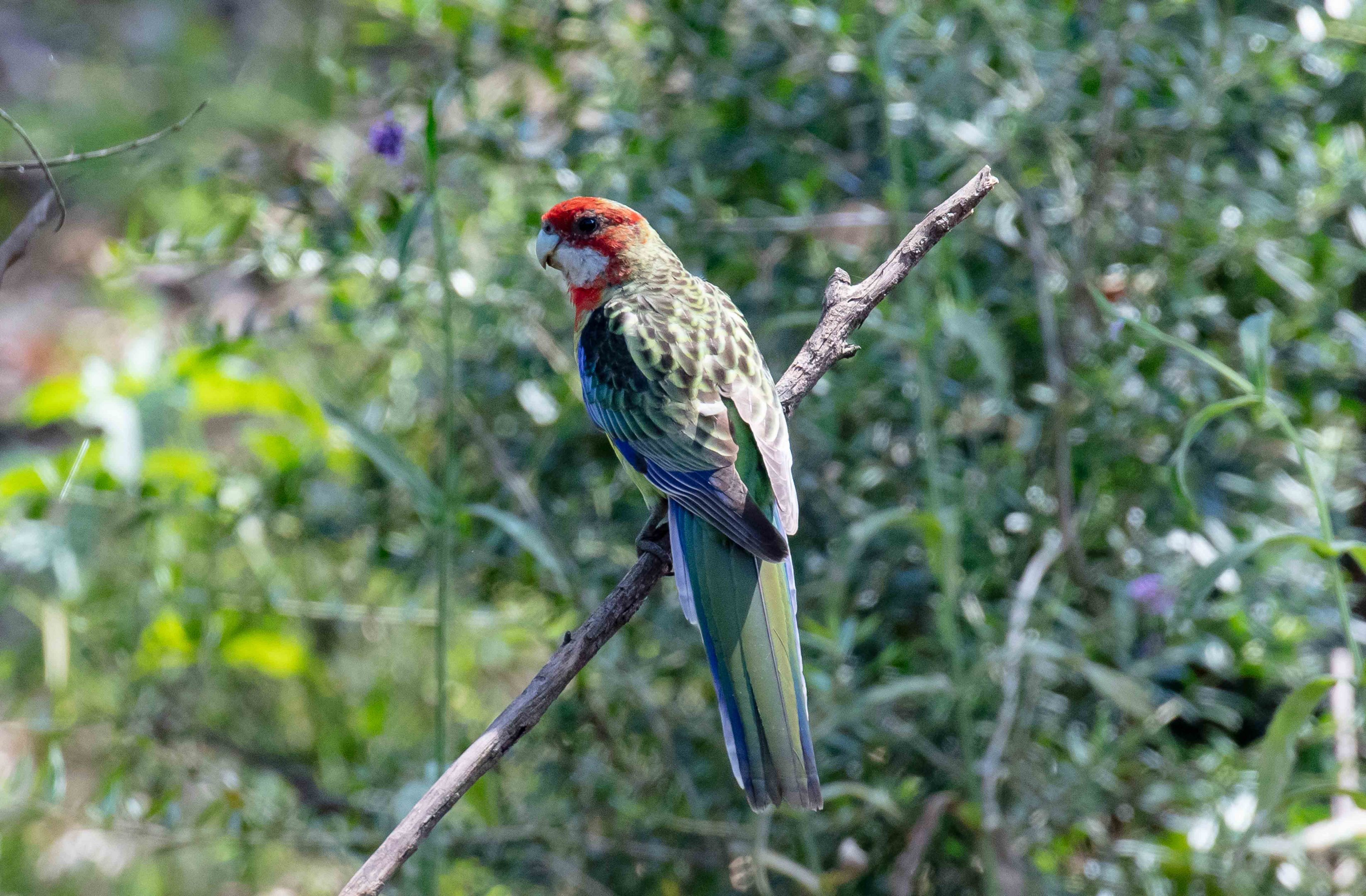 Eastern Rosella