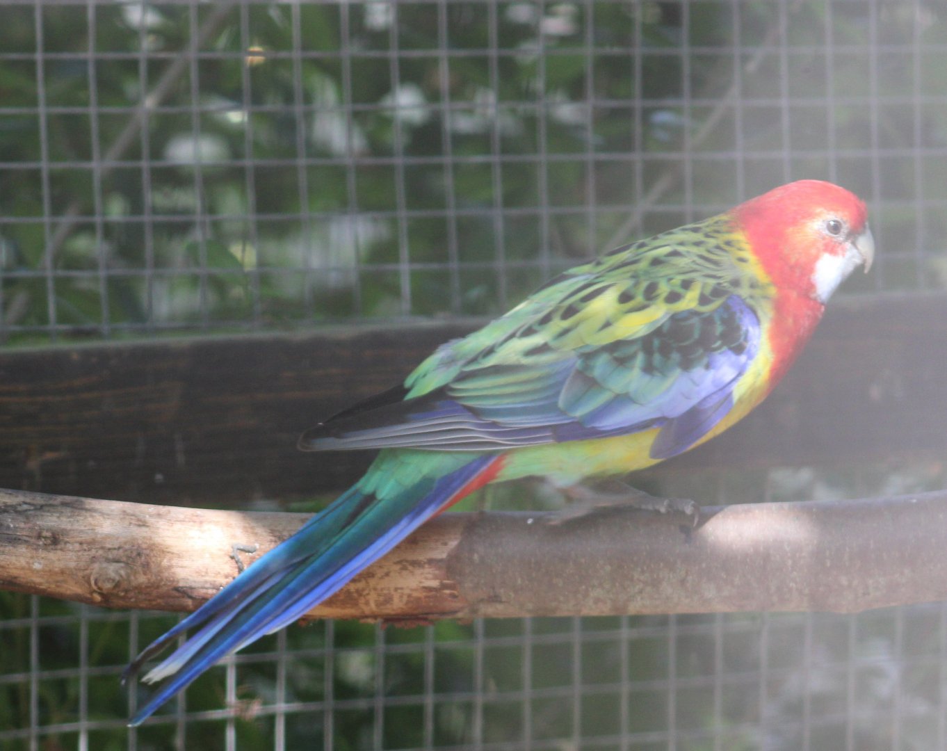 Eastern rosella