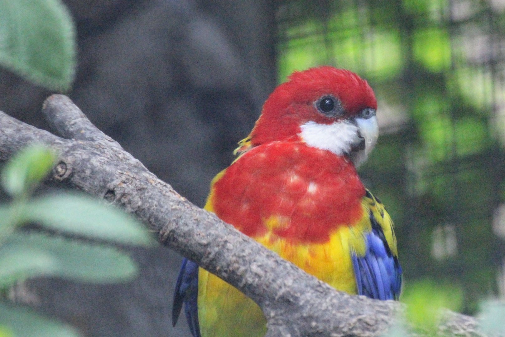 Eastern Rosella