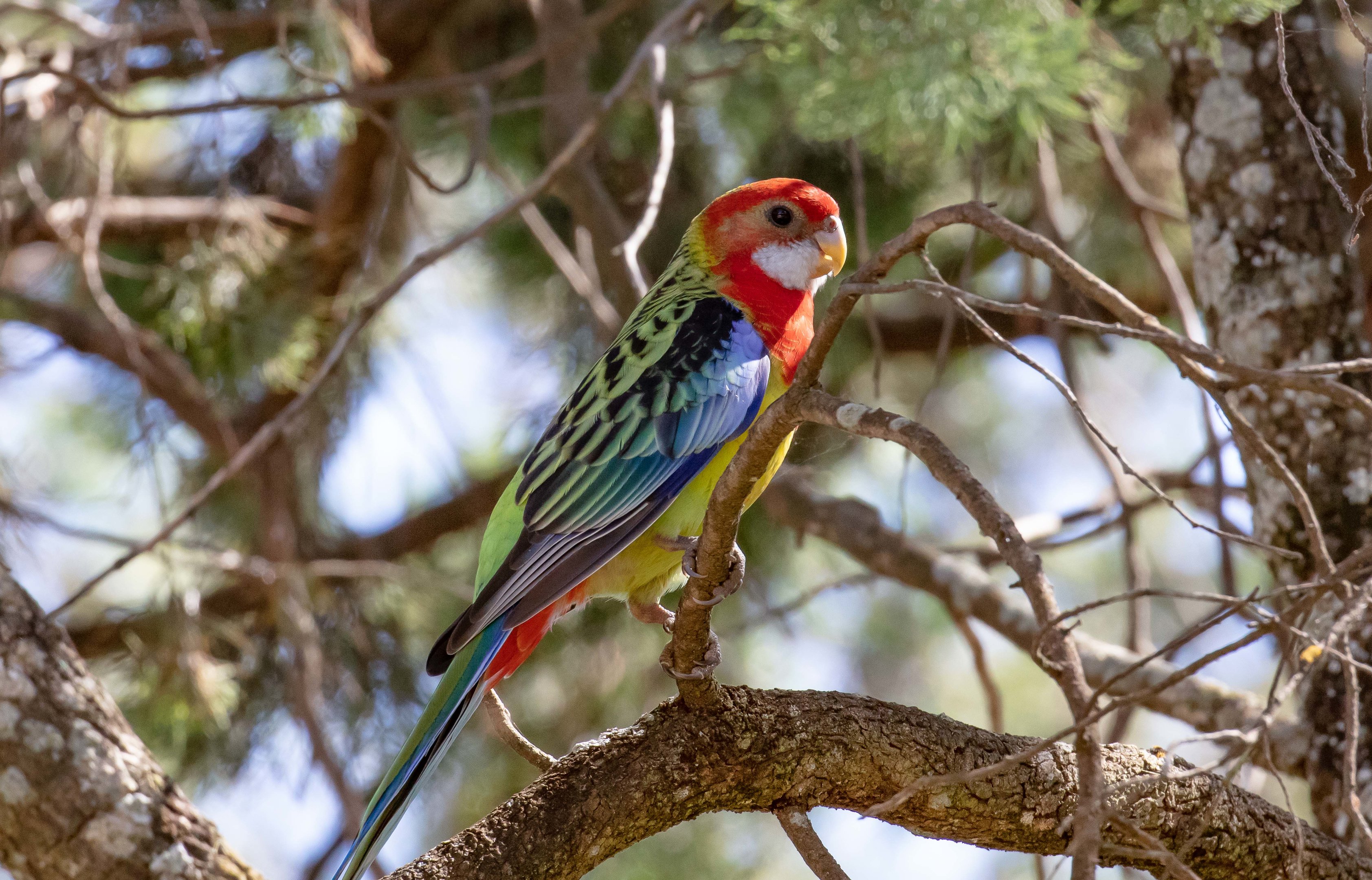 Eastern Rosella