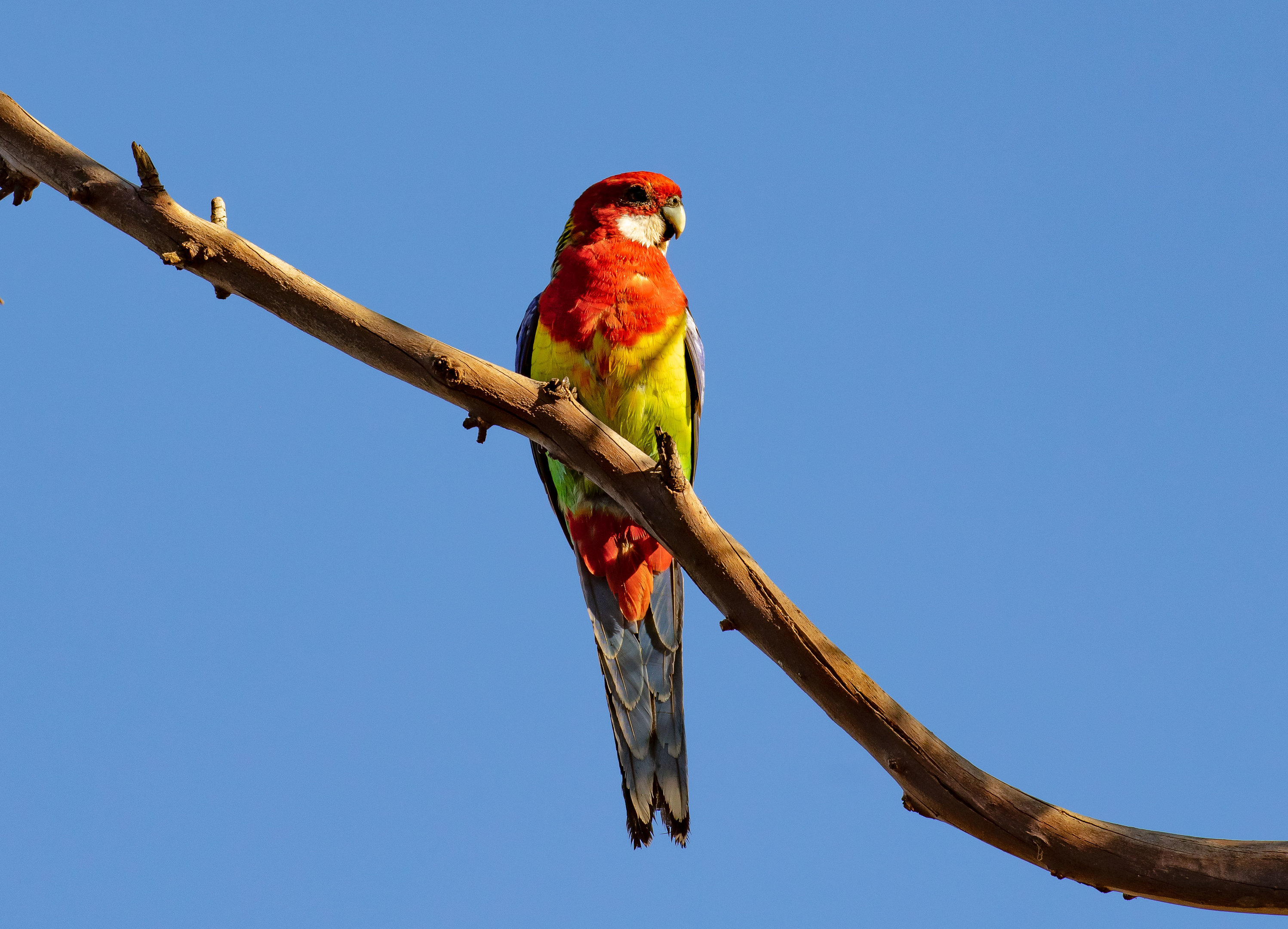 Eastern Rosella