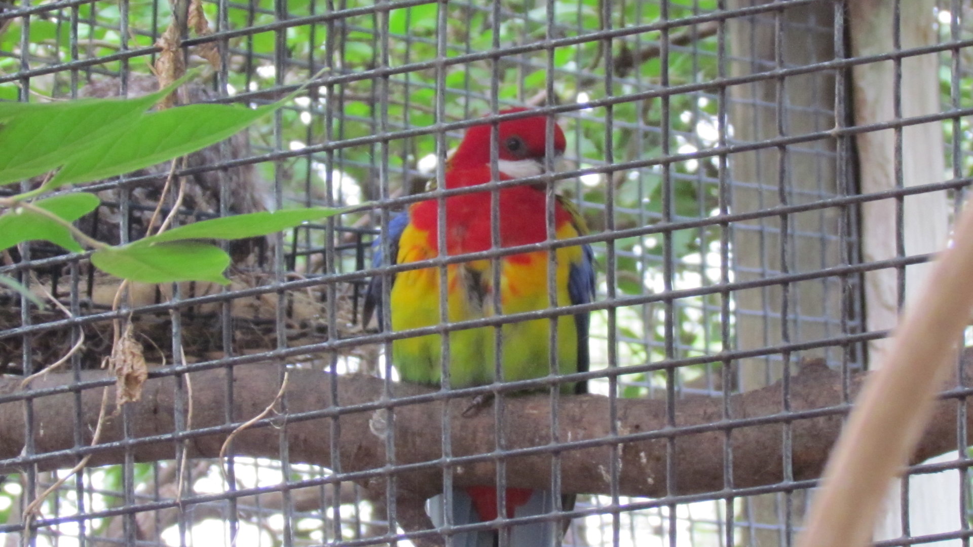 Eastern Rosella